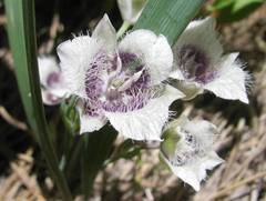 Calochortus elegans