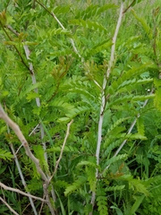 Gleditsia triacanthos inermis