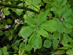 Rubus polyanthemus