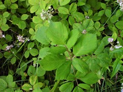Rubus polyanthemus