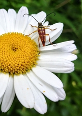 Typocerus velutinus