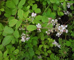 Rubus polyanthemus