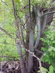 Gleditsia triacanthos inermis