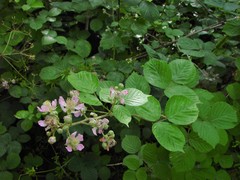 Rubus wirralensis