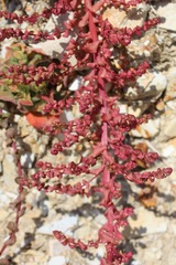 Aphanisma blitoides