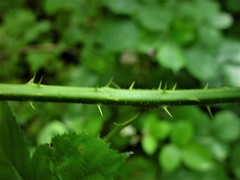 Rubus wirralensis