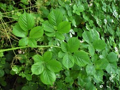 Rubus wirralensis