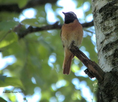 Phoenicurus phoenicurus