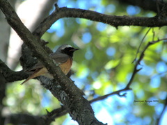Phoenicurus phoenicurus