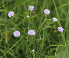 Linum nervosum