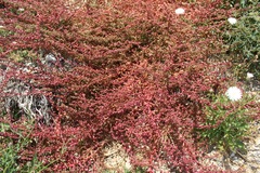 Aphanisma blitoides