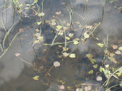 Caltha natans
