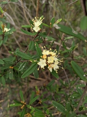 Zanthoxyloideae
