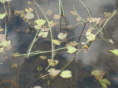 Caltha natans