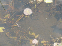 Caltha natans
