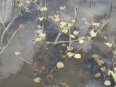 Caltha natans
