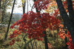 Acer pseudosieboldianum