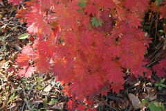 Acer pseudosieboldianum