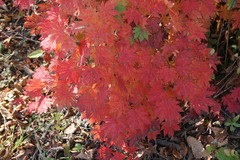 Acer pseudosieboldianum