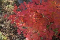 Acer pseudosieboldianum