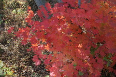 Acer pseudosieboldianum