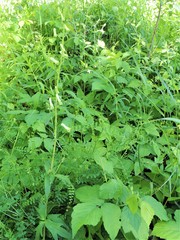 Aconitum lasiostomum