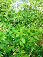 Populus longifolia