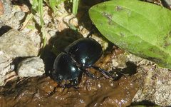 Trypocopris vernalis