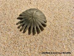 Heliophora orbiculus