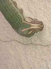 Opsiphanes invirae