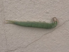 Opsiphanes invirae