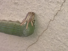 Opsiphanes invirae