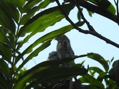 Nyctibius jamaicensis