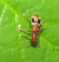 Enoclerus rosmarus