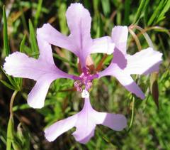 Clarkia pulchella
