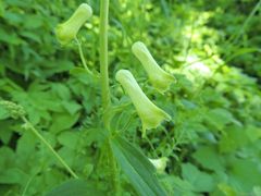 Aconitum lasiostomum