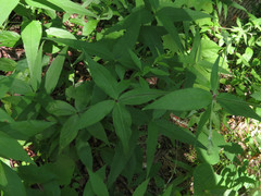 Silene stellata