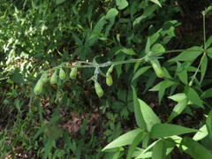 Silene stellata