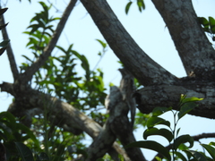 Nyctibius jamaicensis