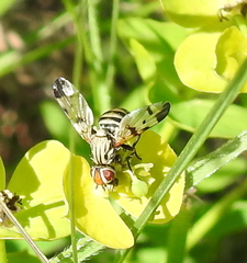 Otitinae