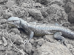 Stenocercus guentheri