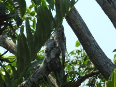 Nyctibius jamaicensis