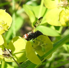 Otitinae