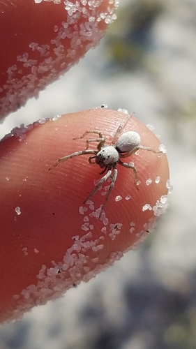 McCrone's Burrowing Wolf Spider photo 3