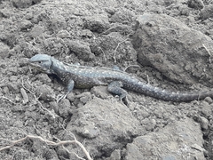 Stenocercus guentheri