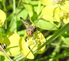 Otitinae