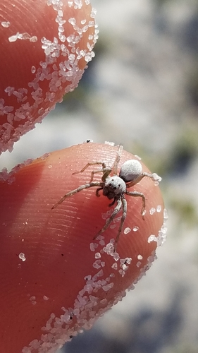 McCrone's Burrowing Wolf Spider (Geolycosa xera) · iNaturalist