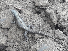 Stenocercus guentheri