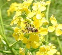 Otitinae