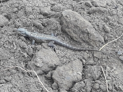 Stenocercus guentheri